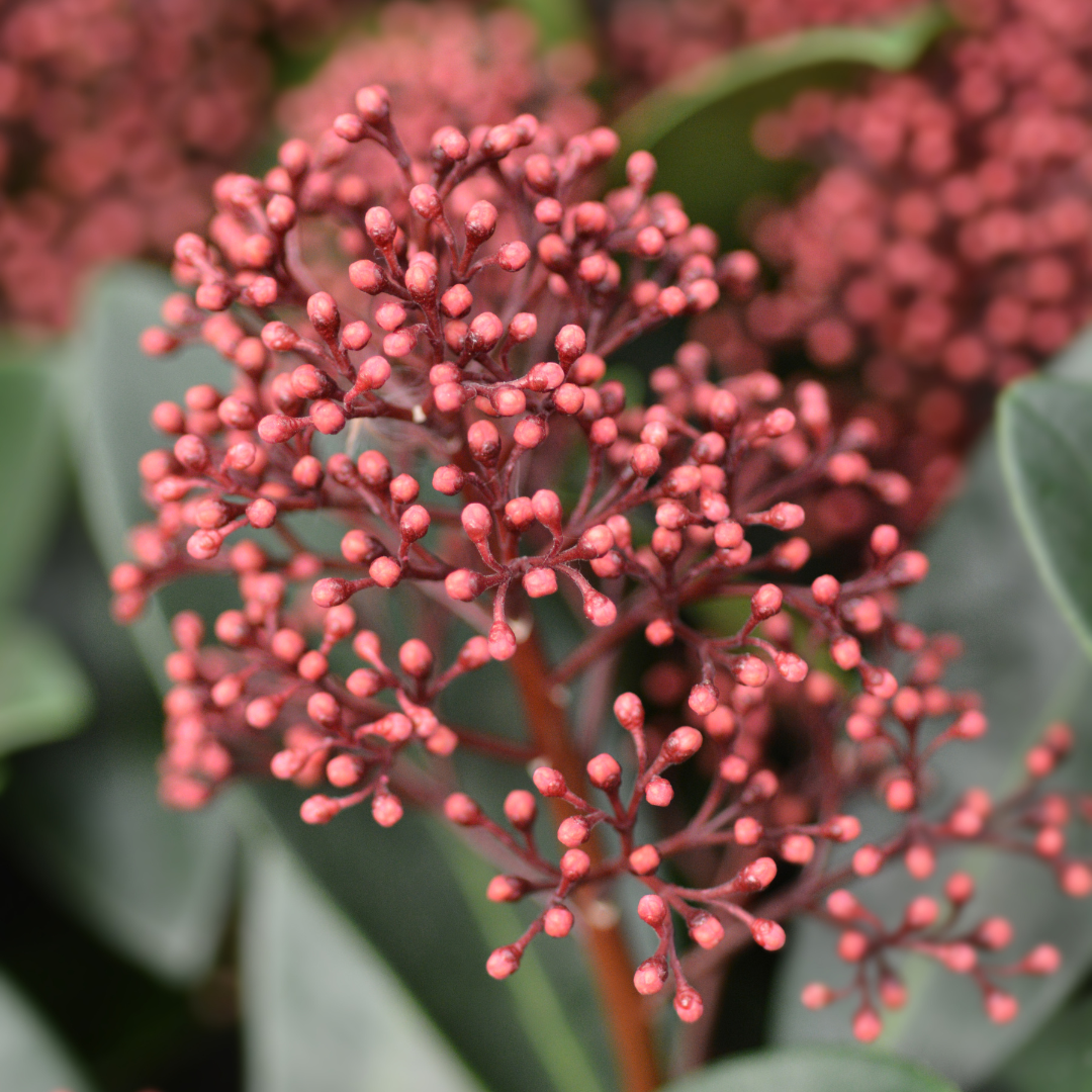 Set mit 3 Skimmia ‚Rubella‘ – Ø 10,5 cm – ↨ 20-25 cm