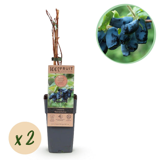 GreenboutiQ - Obstpflanze - Honigbeere - Lonicera caerulea Kamchatika - Blaubeere - 2 Pflanzen - Topf 15cm Höhe 50cm
