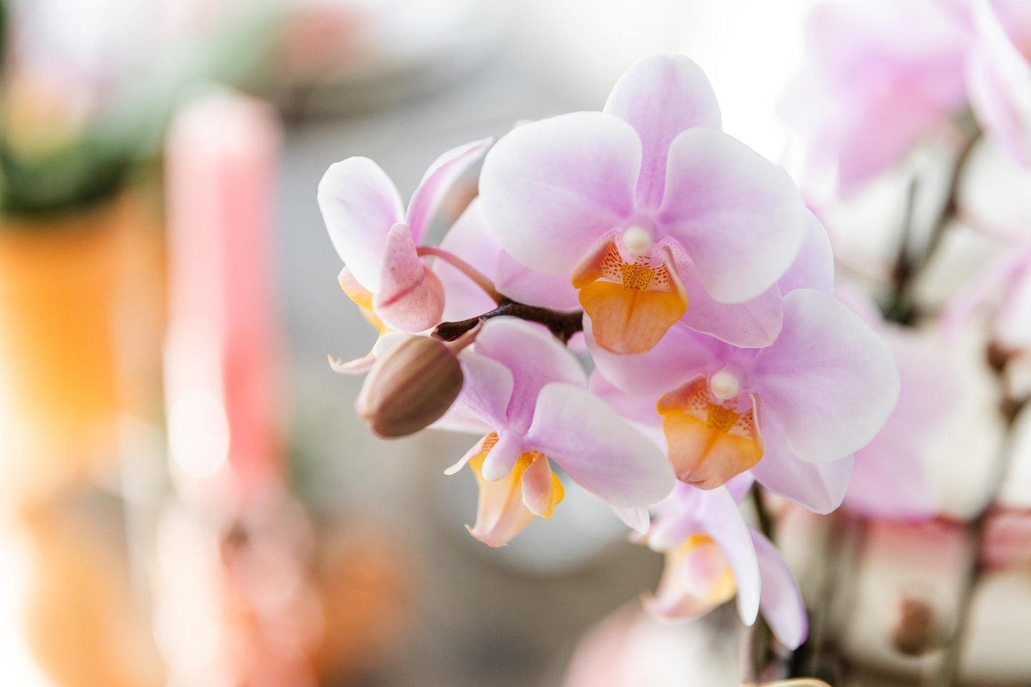 Kolibri Orchids | Rosa Phalaenopsis Orchidee - Andorra - Topfgröße Ø9cm | blühende Zimmerpflanze - frisch vom Züchter