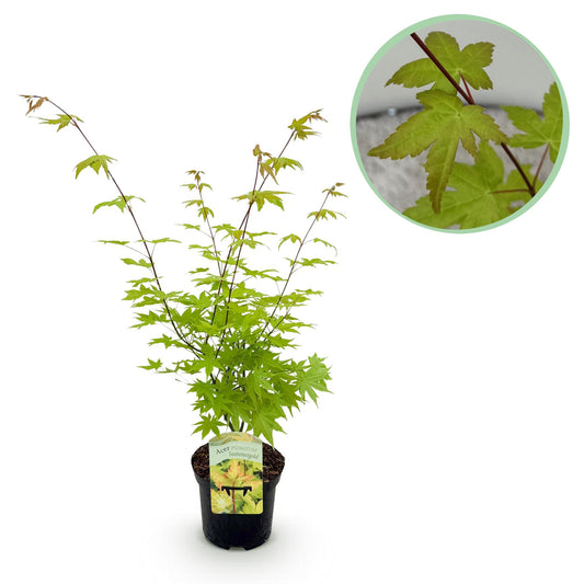 GreenboutiQ - Balkonpflanze - Japanischer Ahorn - Acer palmatum Summergold - Gelb - 1 Pflanze - Laubabwerfend - Topf 19cm Höhe 70cm