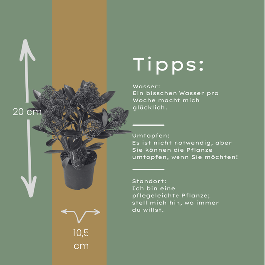 Set mit 3 Skimmia ‚Rubella‘ – Ø 10,5 cm – ↨ 20-25 cm