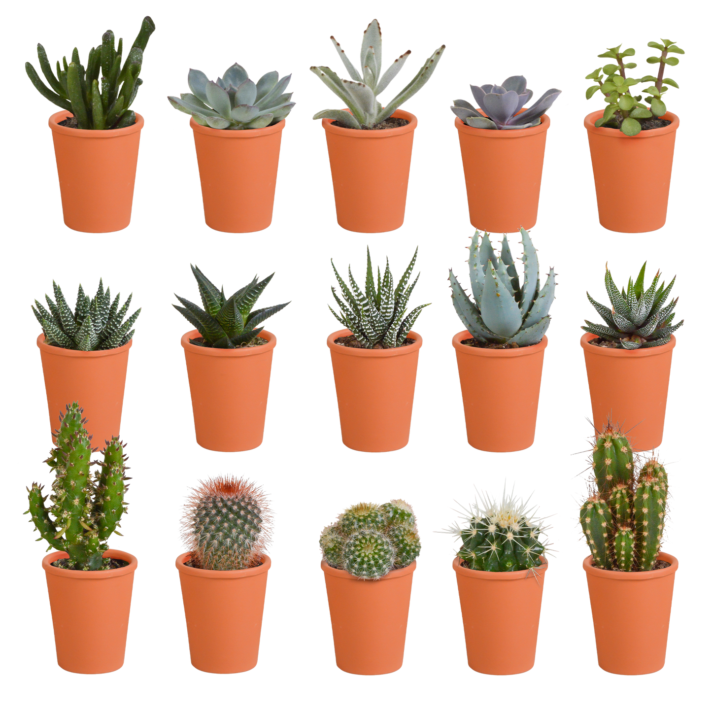 Cactus en vetplanten Mischung 5,5 cm | 15 stück - in terracotta pot
