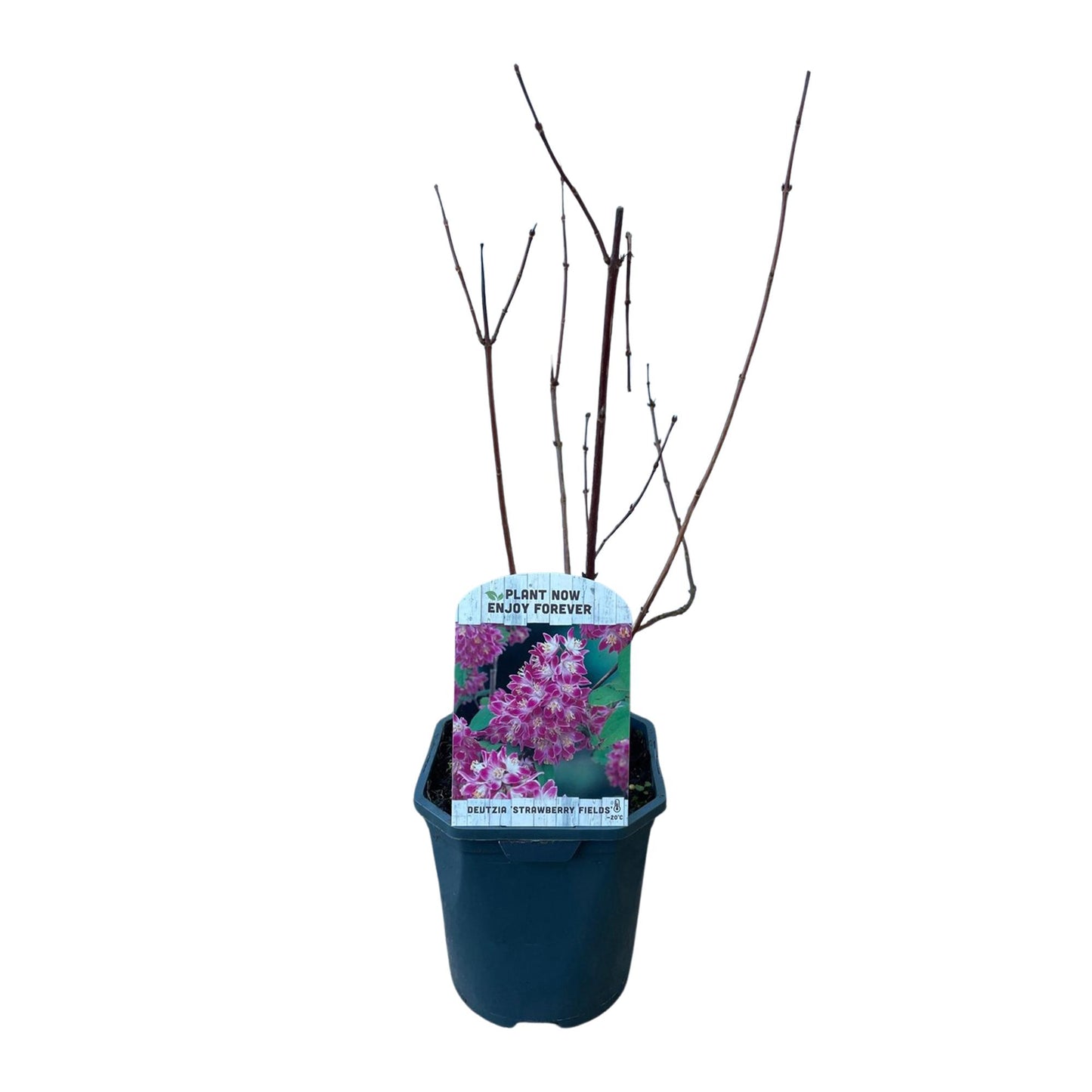 GreenboutiQ - Sträucher - Deutzia hybrida Strawbery Fields - Blüte Rosa - 1 Pflanze - Laubabwerfend - Wenig Pflege - Topf 17cm Höhe 45cm