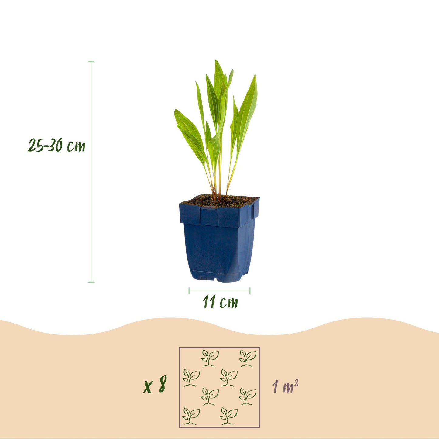 GreenboutiQ - Staudenpaket - Bienen- und Schmetterlingsanziehend - 8 Stauden - Für 1 m2 - Verschiedene Farben - Wenig Pflege - Topf 11cm