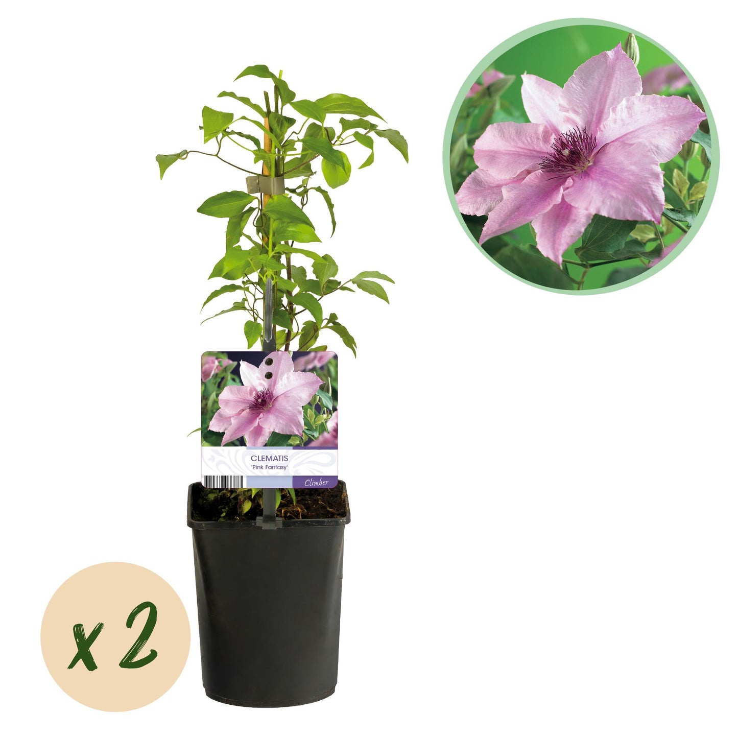 GreenboutiQ - Kletterpflanze - Clematis Pink Fantasy - Blüte Rosa - Wenig Pflege - 2 Pflanzen - Topf 11cm Höhe 40cm