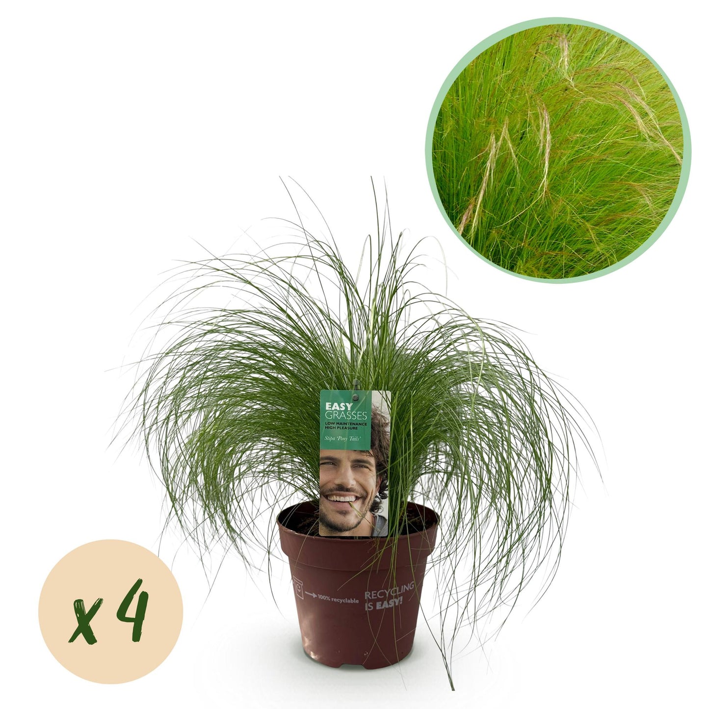 GreenboutiQ - Ziergräser - Stipa tenuifolia Pony Tails - Grün - 4 Pflanzen - Immergrün - Wenig Pflege - Topf 17cm Höhe 50cm