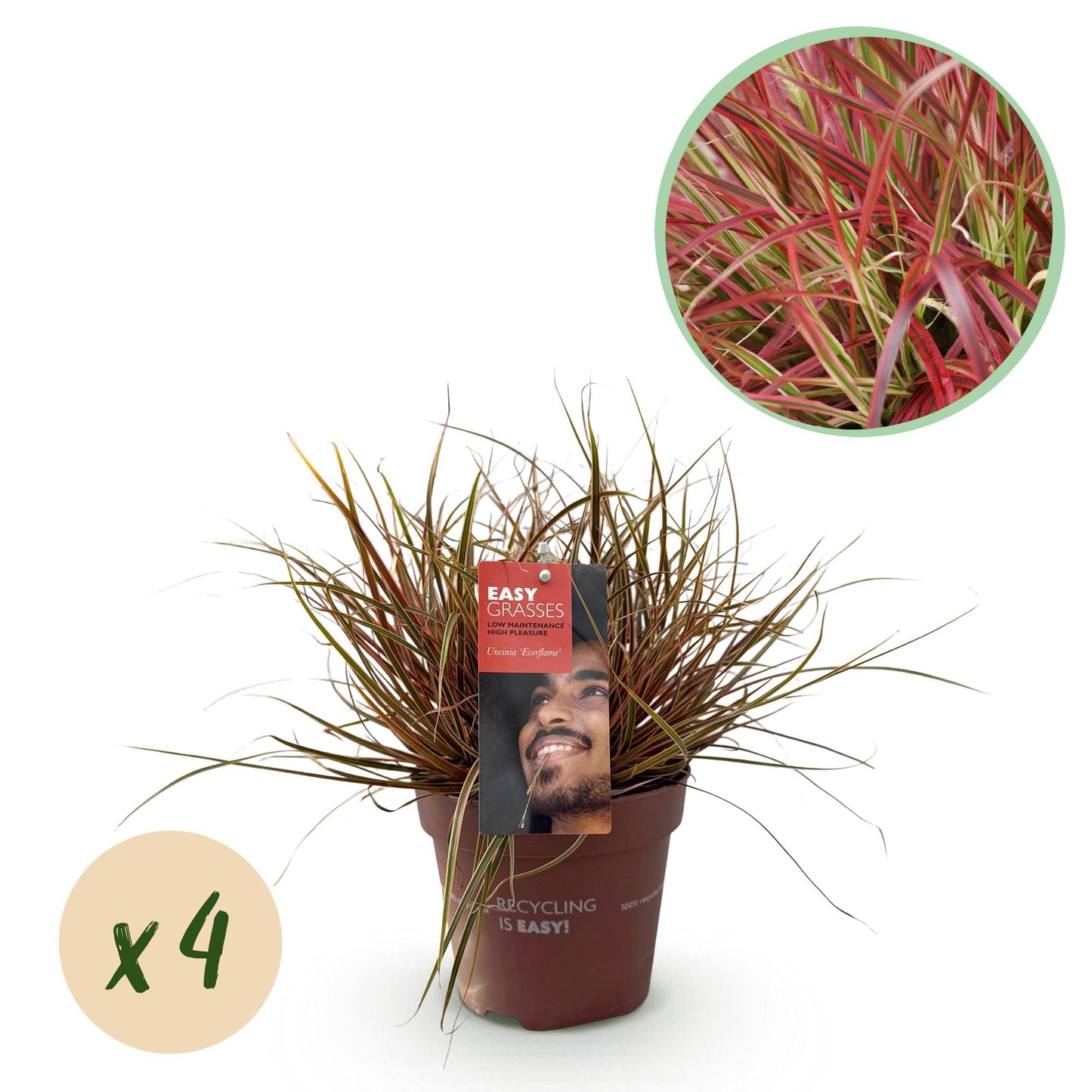 GreenboutiQ - Ziergräser - Uncinia rubra Everflame - Rot - 4 Pflanzen - Immergrün - Wenig Pflege - Topf 17cm Höhe 50cm