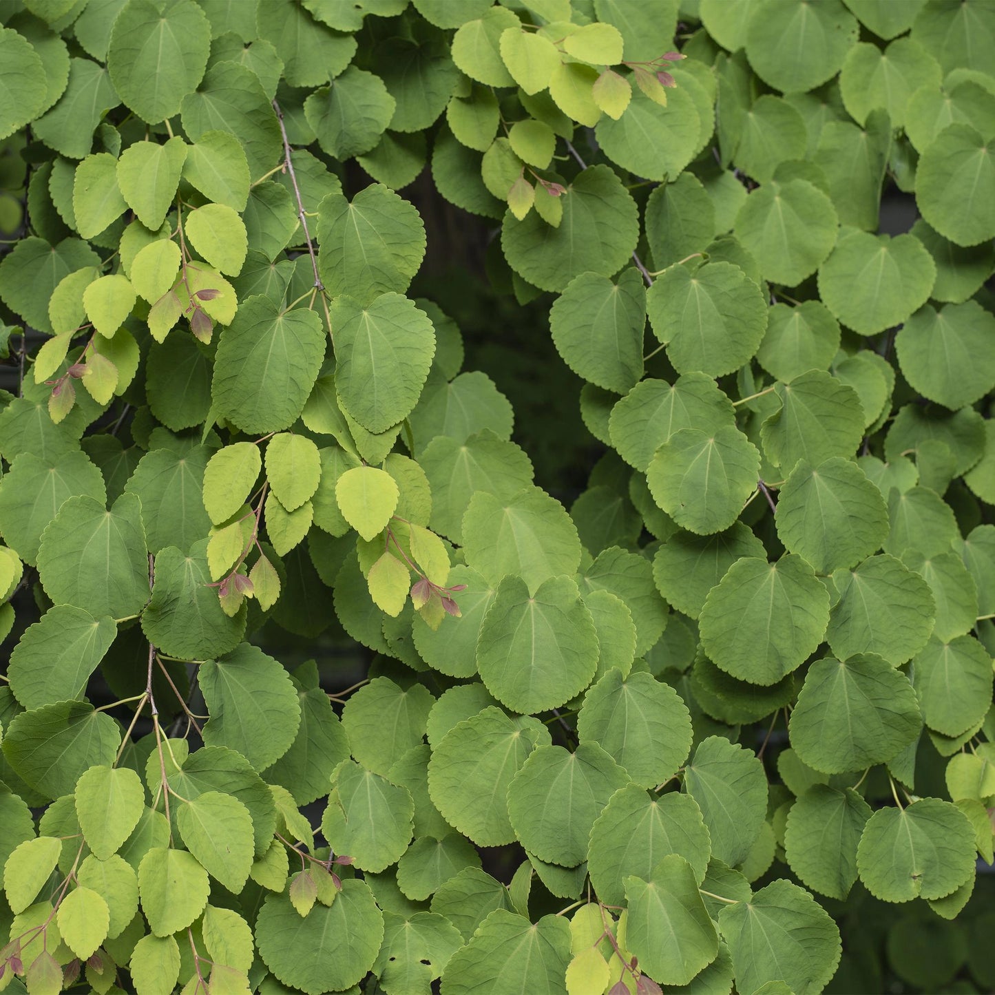 GreenboutiQ - Gartenpflanze - Cercidiphyllum japonicum - Grün 3 Pflanzen - Laubabwerfend - Wenig Pflege - Topf 12cm Höhe 35cm