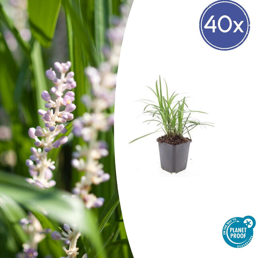 40x Liriope muscari 'Moneymaker' - ↕10-25cm - Ø9cm