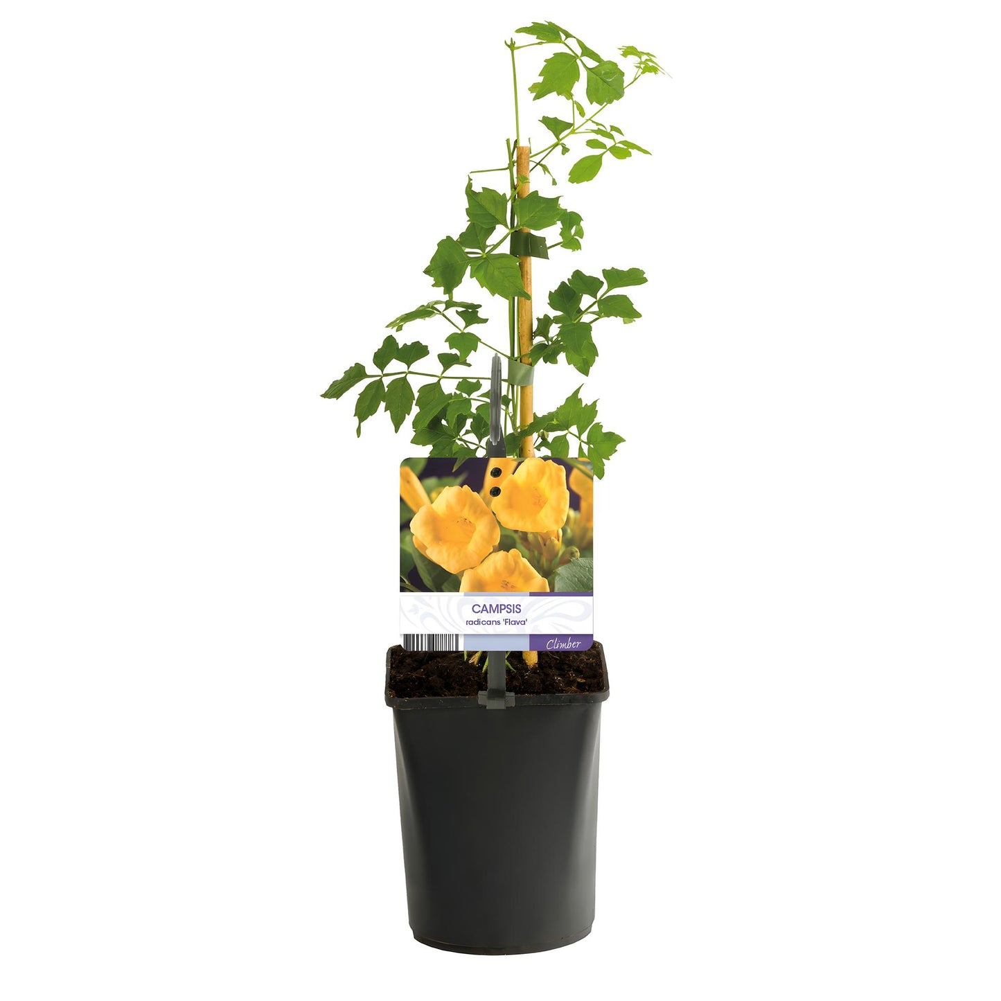 Green boutiQ - Trompetblume - Campsis radicans Flava - Blüte Gelb - Wenig Pflege - 2 Pflanzen - Topf 11cm Höhe 40cm