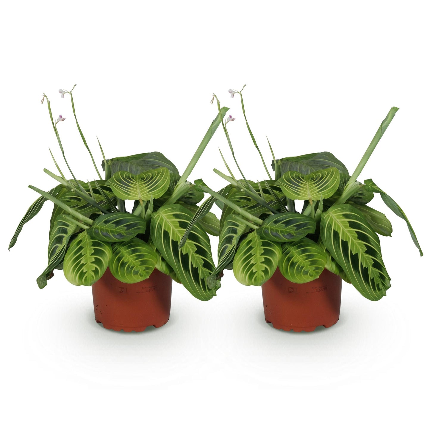 Green boutiQ - Zimmerpflanze - Maranta Fascinator Lemon Lime - Gebetspflanze - Haustierfreundlich - Grün - 2 Pflanzen - Topf 12cm - Höhe 30-35cm