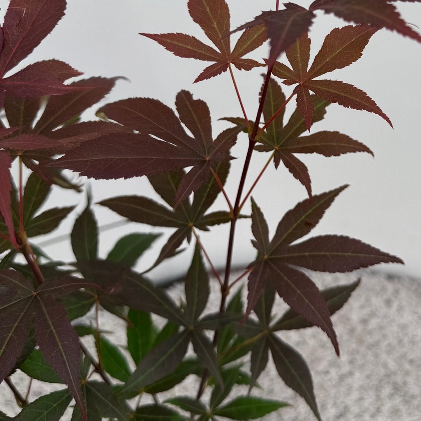 GreenboutiQ - Gartenpflanze - Acer palmatum Atropurpureum - Lila - 3 Pflanzen - Laubabwerfend - Pflegeleicht - Topf 12cm Höhe 35cm