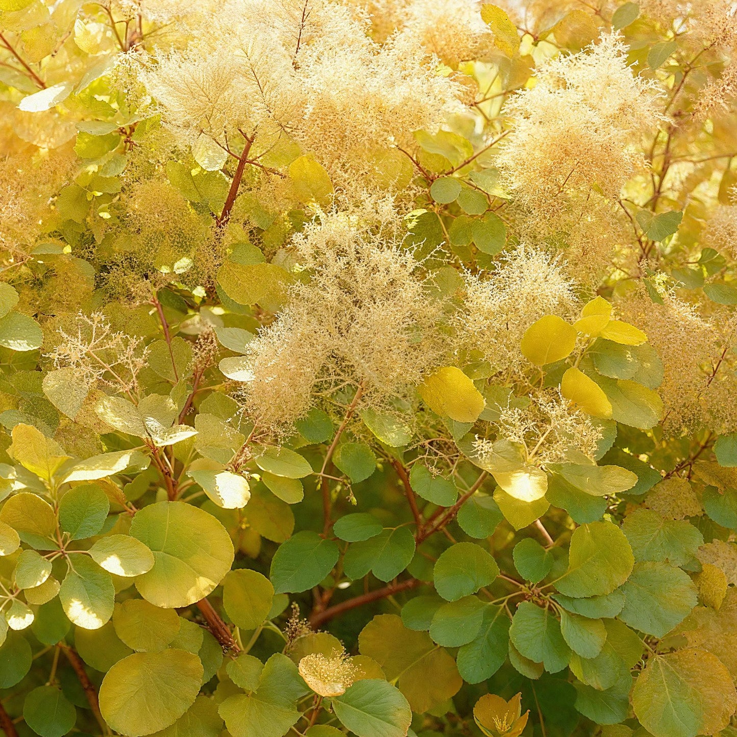 GreenboutiQ - Gartenpflanze - Cotinus coggyria Golden Spirit - Gelb - 1 Pflanze - Laubfallend - Wenig Pflege - Topf 12cm Höhe 35cm