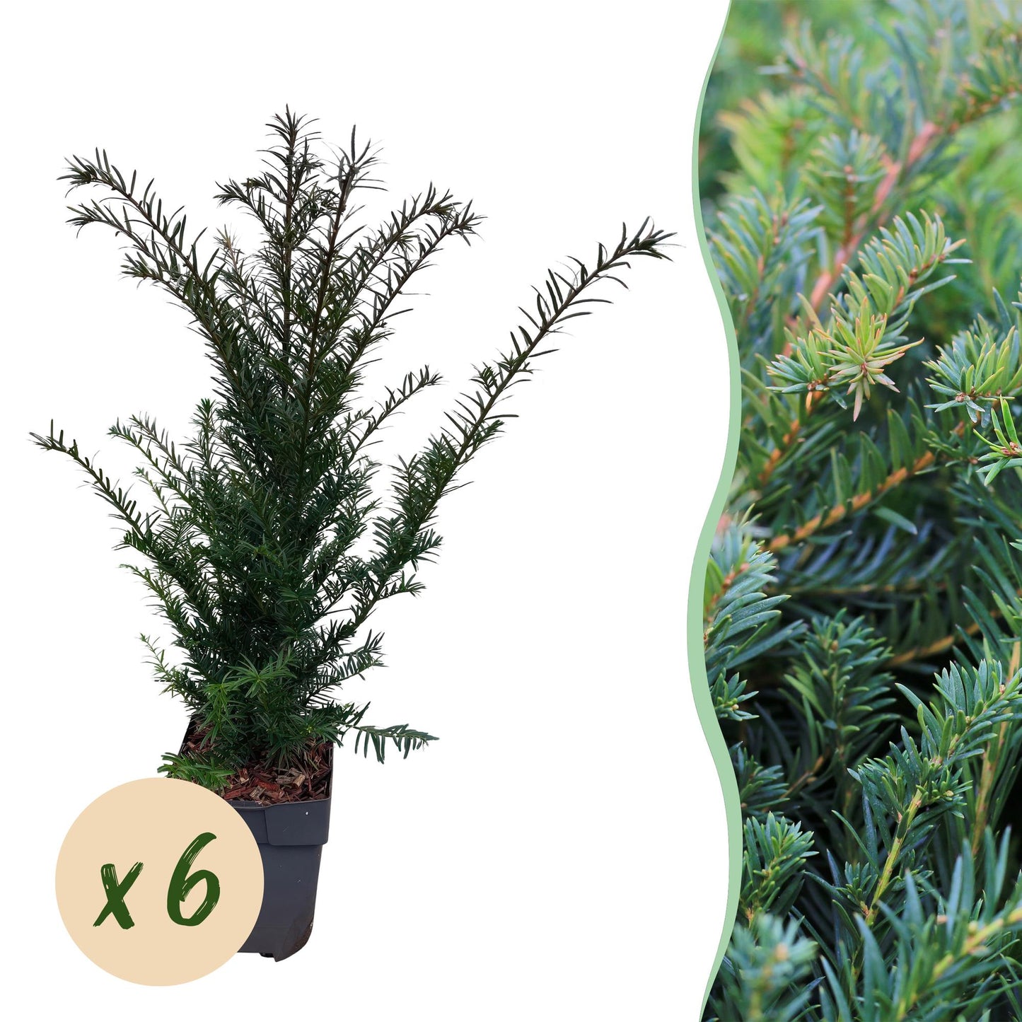 GreenboutiQ - Heckenpflanzen - Taxus baccata - Blatt grün - 6 Pflanzen - 1 laufender Meter - immergrün - Topf 17cm Höhe 60cm