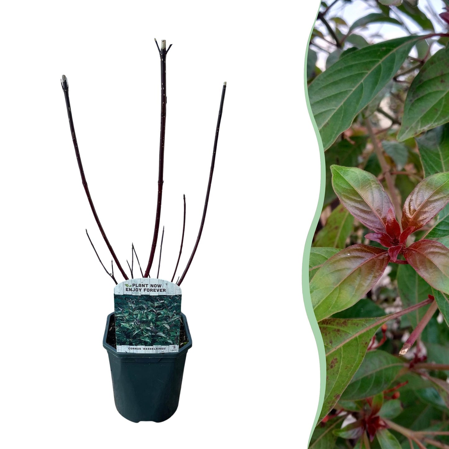 GreenboutiQ - Sträucher - Cornus alba Kesselringii - Violette Zweige - 1 Pflanze - Laubabwerfend - Wenig Pflege - Topf 17cm Höhe 45cm