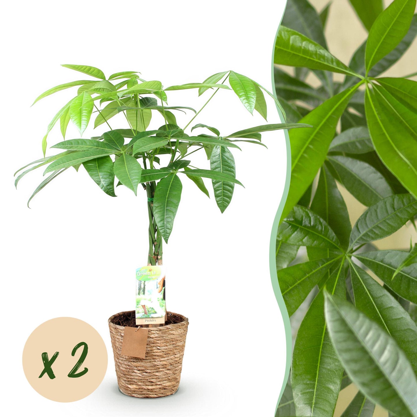 Green boutiQ - Zimmerpflanzen - Geflochtene Stamm Pachira Aquatica - Geldbaum - Wenig Pflege - mit Korb - Grün - 2 Pflanzen - Topf 17cm - Höhe 60-70cm