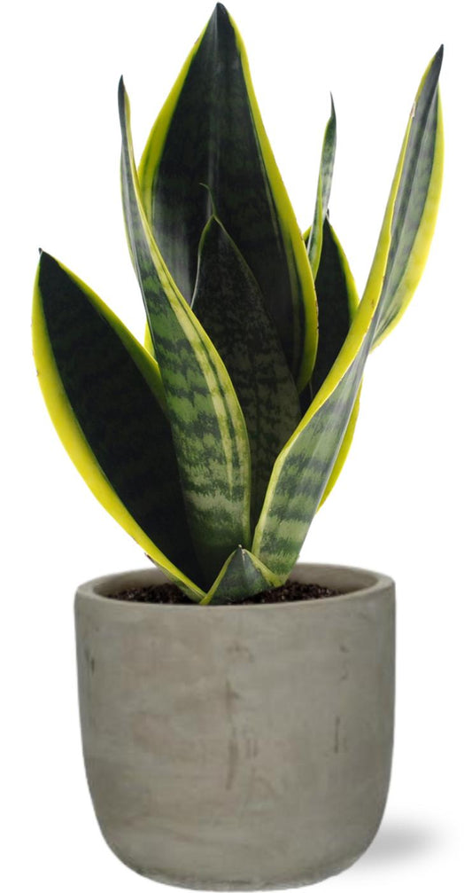 Sansevieria Futura Superba - Ø12cm - ↕30cm +  Stone Rond D13,5x13cm - Grau