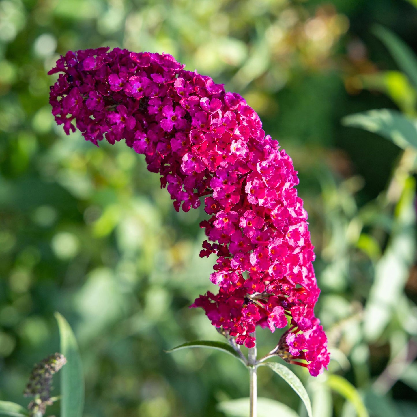 GreenboutiQ - Schmetterlingsstrauch - Buddleja davidii Royal Red - Blume Rot - 1 Pflanze - Laubabwerfend - Schmetterlingsanziehend - Topf 17cm Höhe 25cm