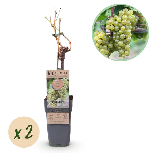 GreenboutiQ - Obstpflanze - Weiße Traube - Vitis vinifera Bianca - 2 Pflanzen - Topf 15cm Höhe 50cm