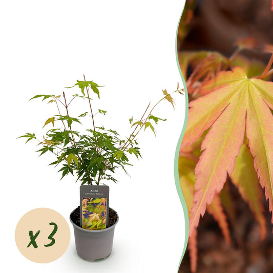 GreenboutiQ - Gartenpflanze - Acer palmatum Katsura - Orange - 3 Pflanzen - Laubabwerfend - Pflegeleicht - Topf 12cm Höhe 35cm