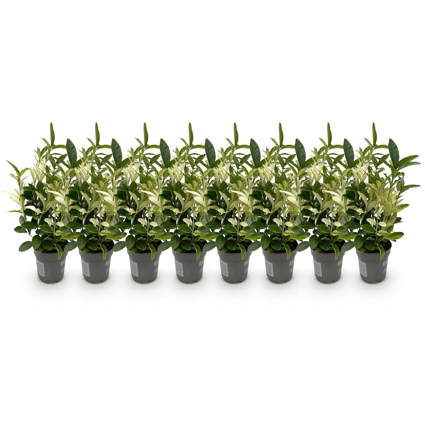 GreenboutiQ - Heckenpflanzen - Euonymus japonica Paloma Blanca - Blatt Grün und Weiß - 8 Pflanzen - 1 Laufender Meter - Immergrün - Topf 9cm Höhe 30-35cm