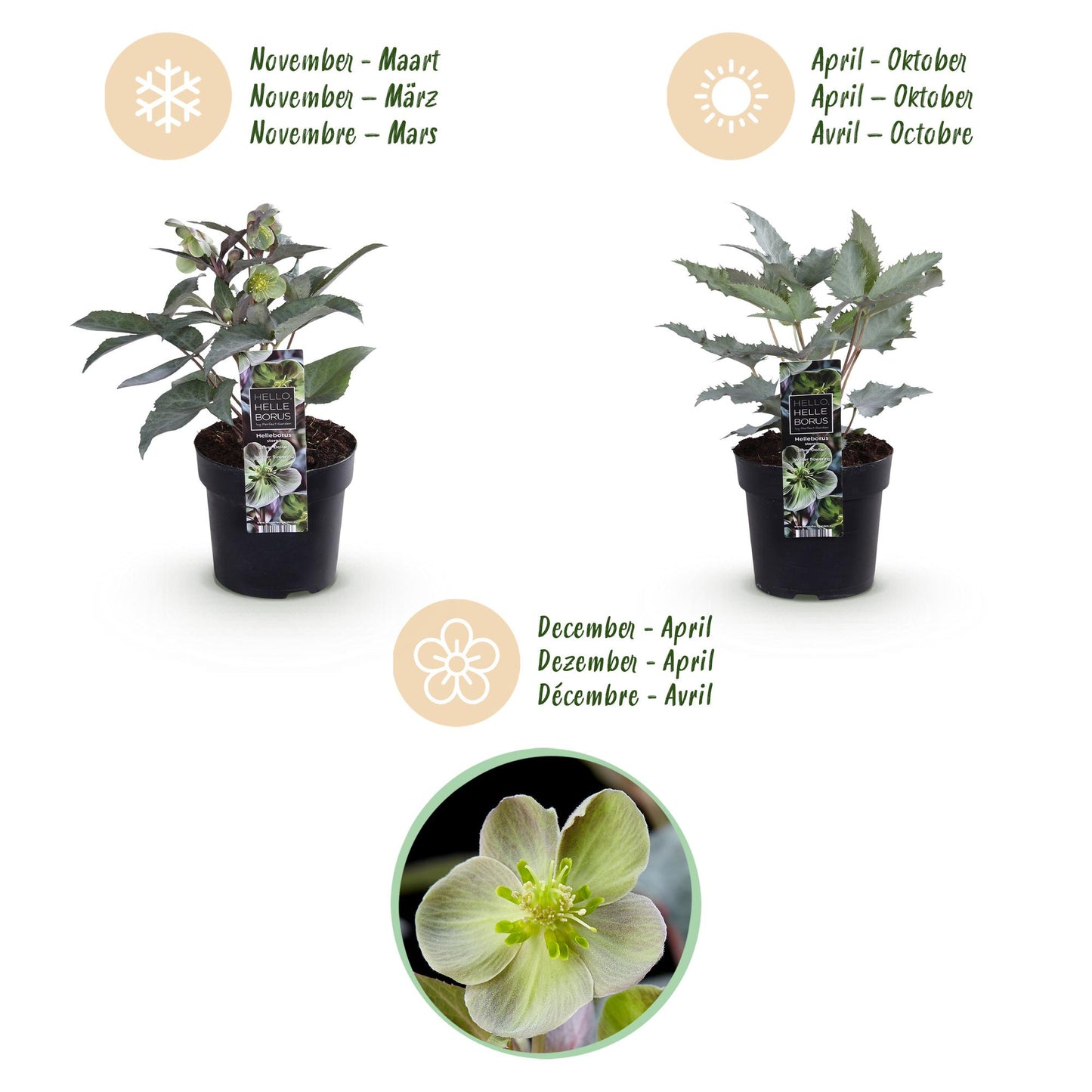 GreenboutiQ - Gartenpflanze - Lenten Rose - Helleborus sternii Silver Dollar - Grüne Blüte - 2 Pflanzen - Immergrün - Topf 14cm Höhe 35cm