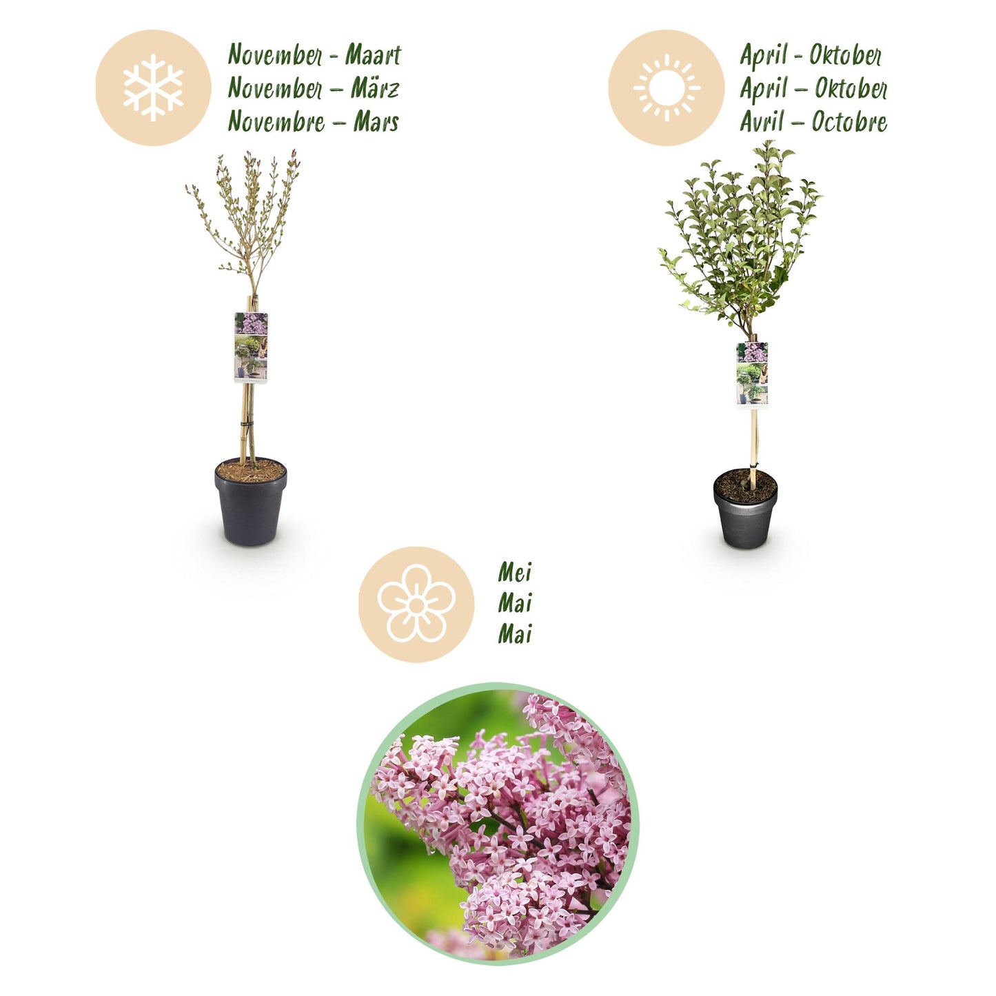 GreenboutiQ - Stamm-Pflanze - Syringa meyeri Palibin - Terrassenpflanze - Laubabwerfend - Winterhart - Lila Blüte - Topf 19cm Höhe 90cm