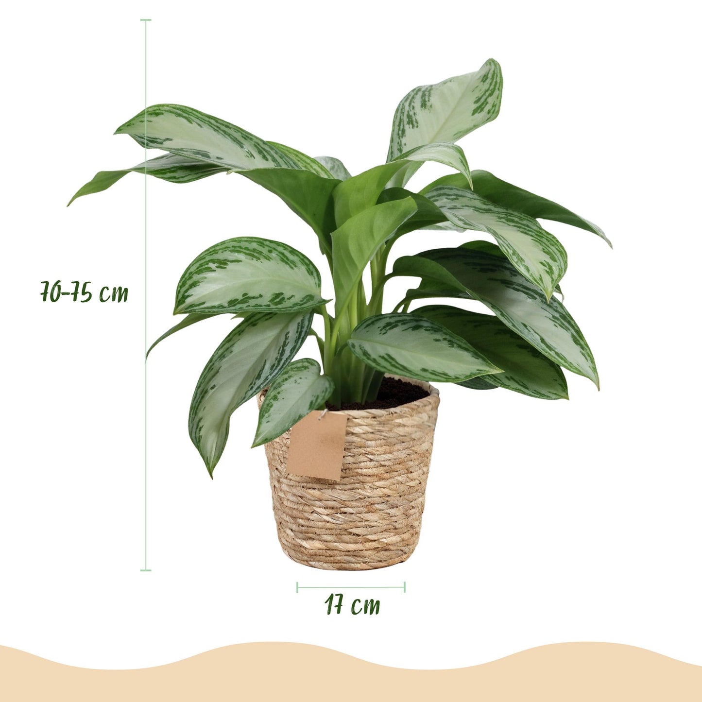 Green boutiQ - Zimmerpflanzen - Aglaonema Silver Bay - Silberblatt - Wenig Pflege - mit Korb - Silber - 2 Pflanzen - Topf 17cm - Höhe 70-75cm