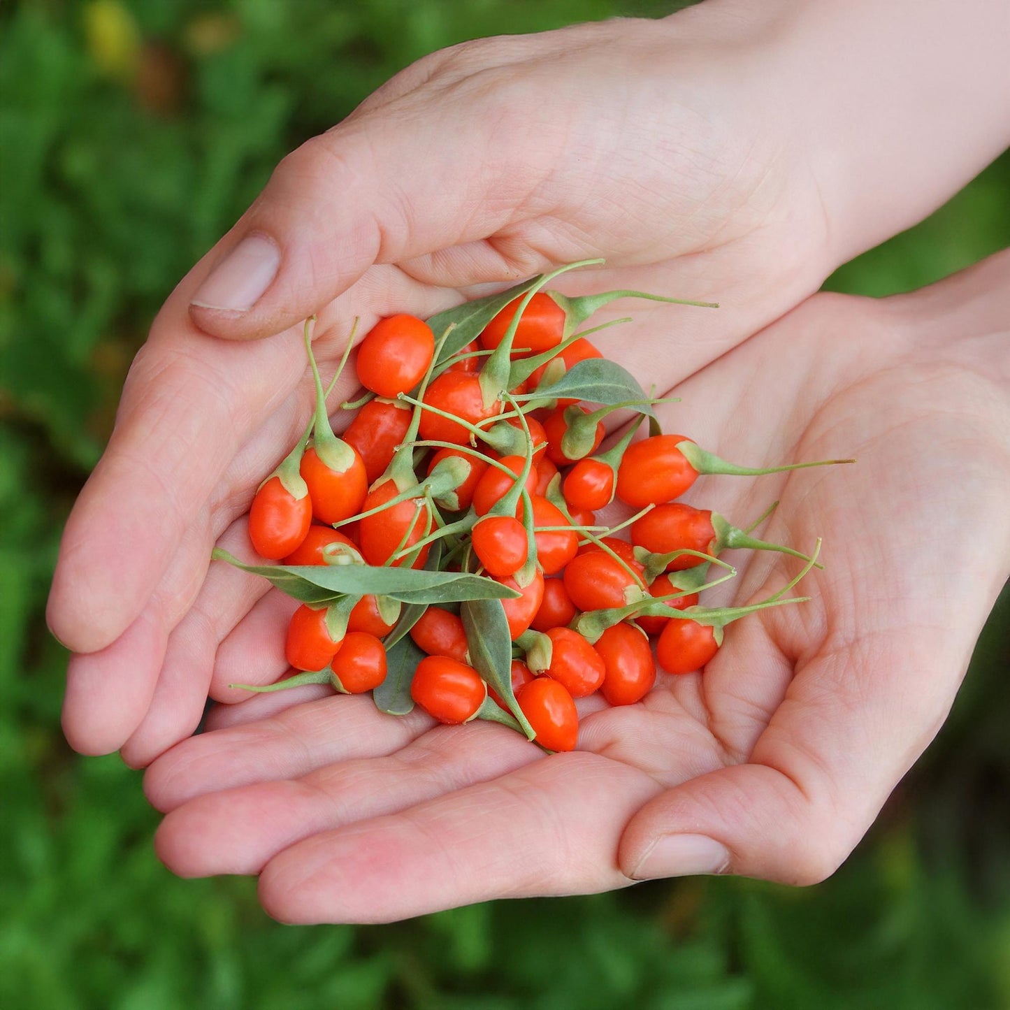 GreenboutiQ - Obstpflanzen - Goji-Beere - Lycium Barbarum - Winterhart - 6 Pflanzen - Topf 9 cm - Orange - Rote Frucht