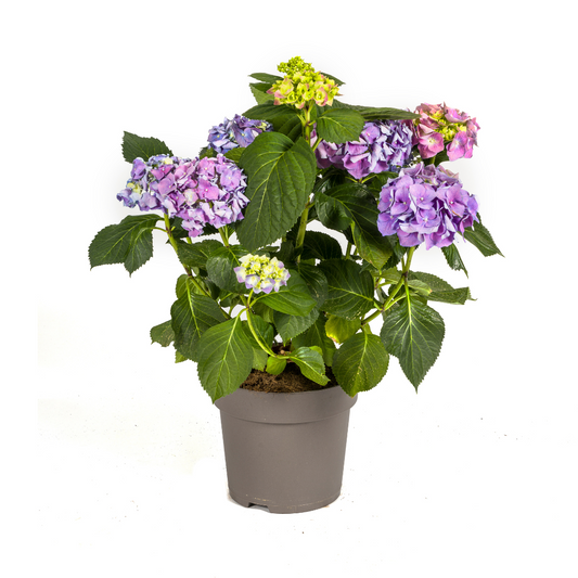 Hydrangea macrophylla Blue Ø24cm - ↕70 - 80cm
