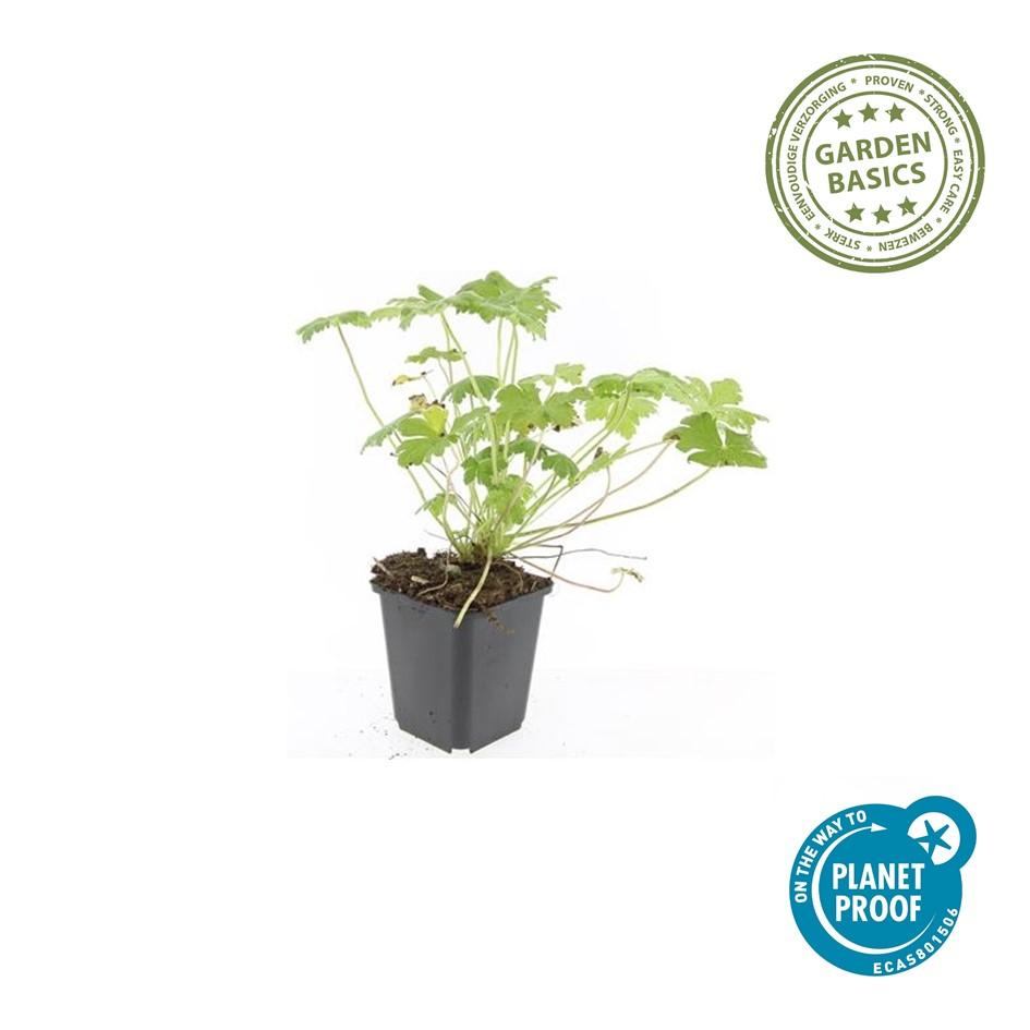 40x Geranium macr. 'Czakor' - ↕10-25cm - Ø9cm
