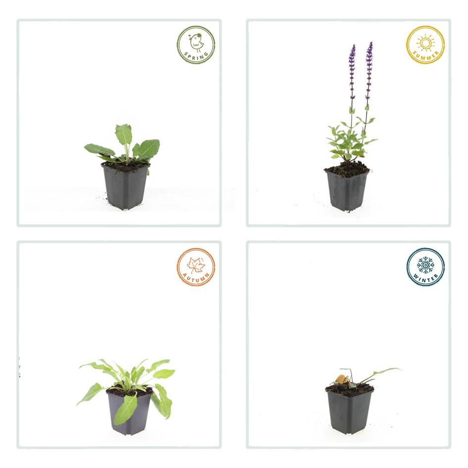 40x Salvia nem. 'Mainacht' - ↕10-25cm - Ø9cm