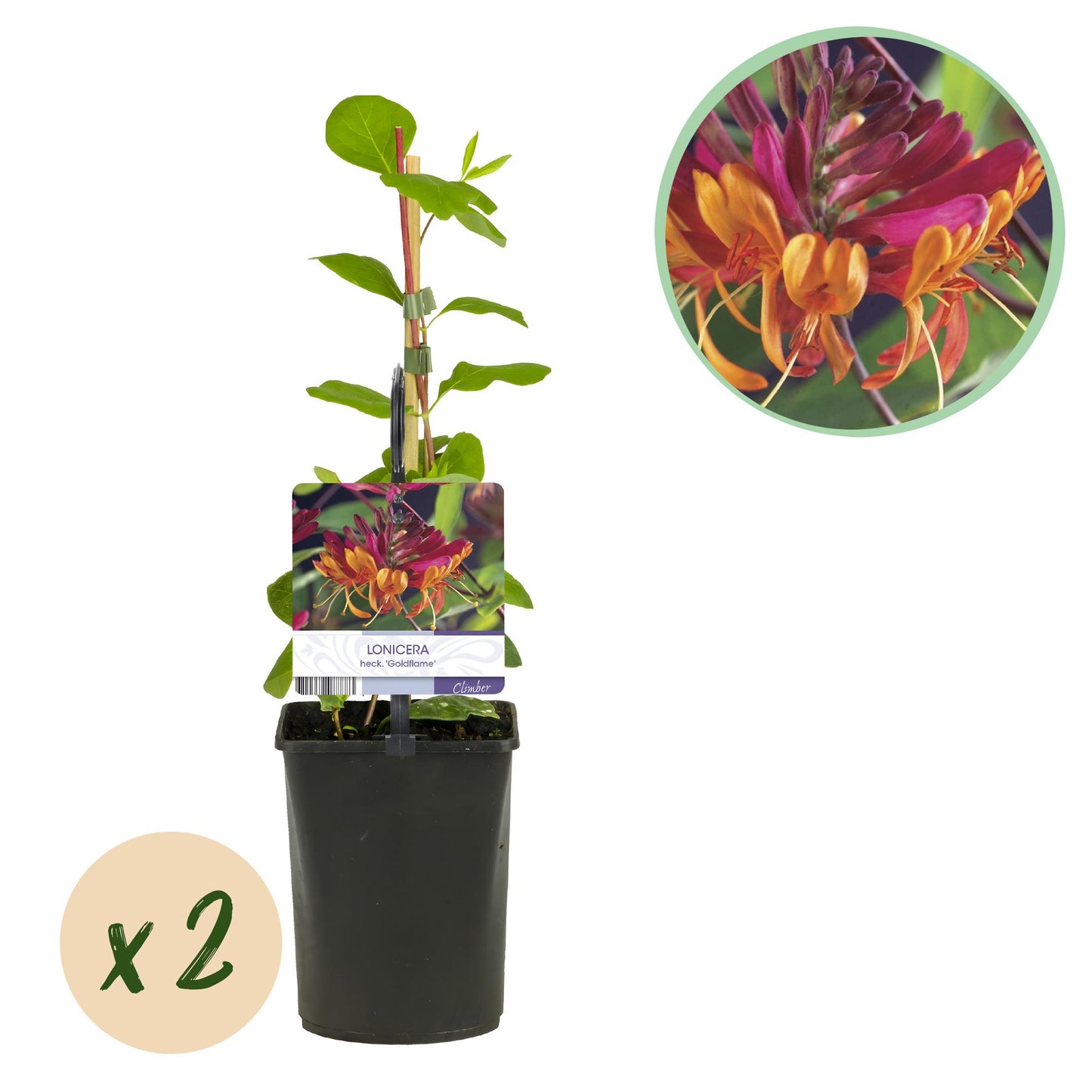 GreenboutiQ - Geißblatt - Lonicera heckrottii Goldflame - Blüten Rosa mit Gelb - wenig Pflege - 2 Pflanzen - Topf 11cm Höhe 40cm