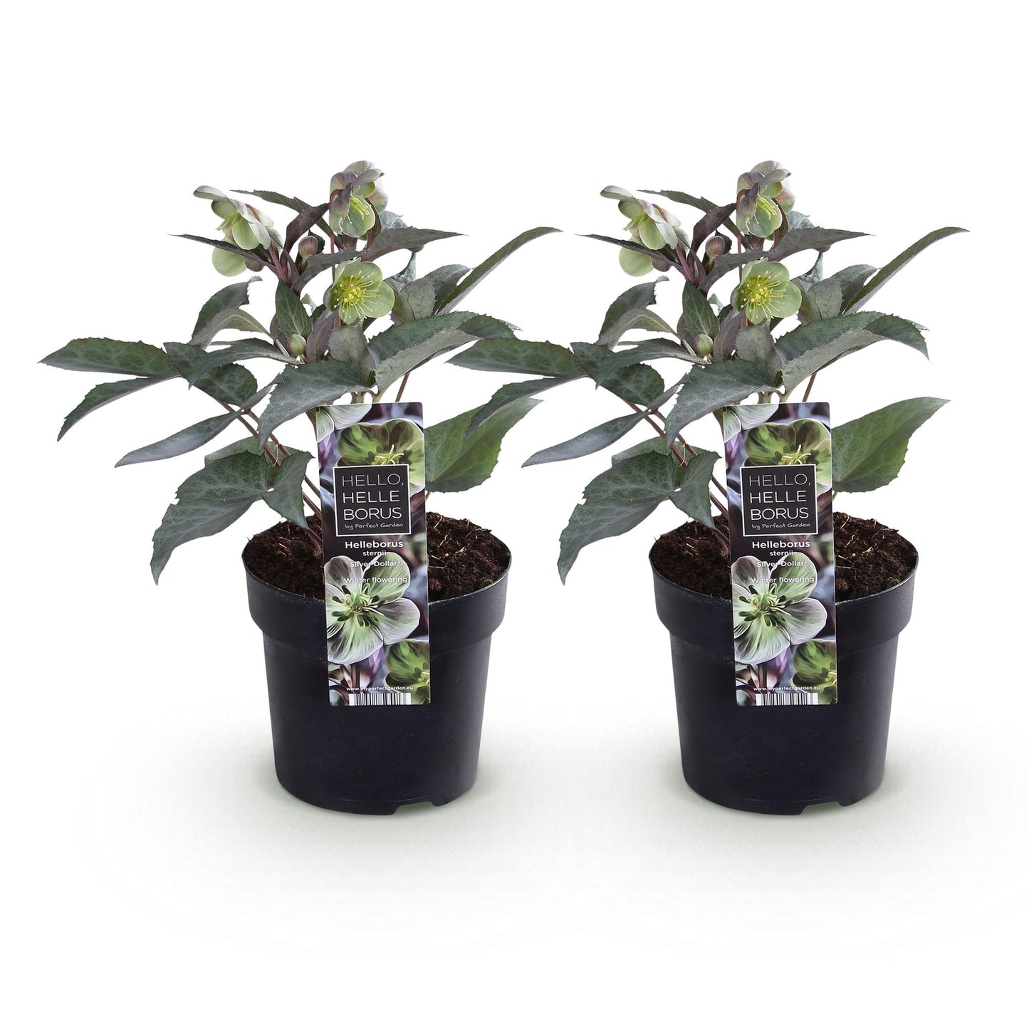 GreenboutiQ - Gartenpflanze - Lenten Rose - Helleborus sternii Silver Dollar - Grüne Blüte - 2 Pflanzen - Immergrün - Topf 14cm Höhe 35cm