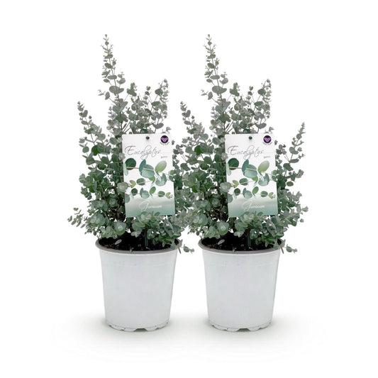 GreenboutiQ - Terrassenpflanze - Eukalyptusbaum - Eucalyptus gunni - Grau - 2 Pflanzen - Winterhart - Topf 17cm Höhe 40cm