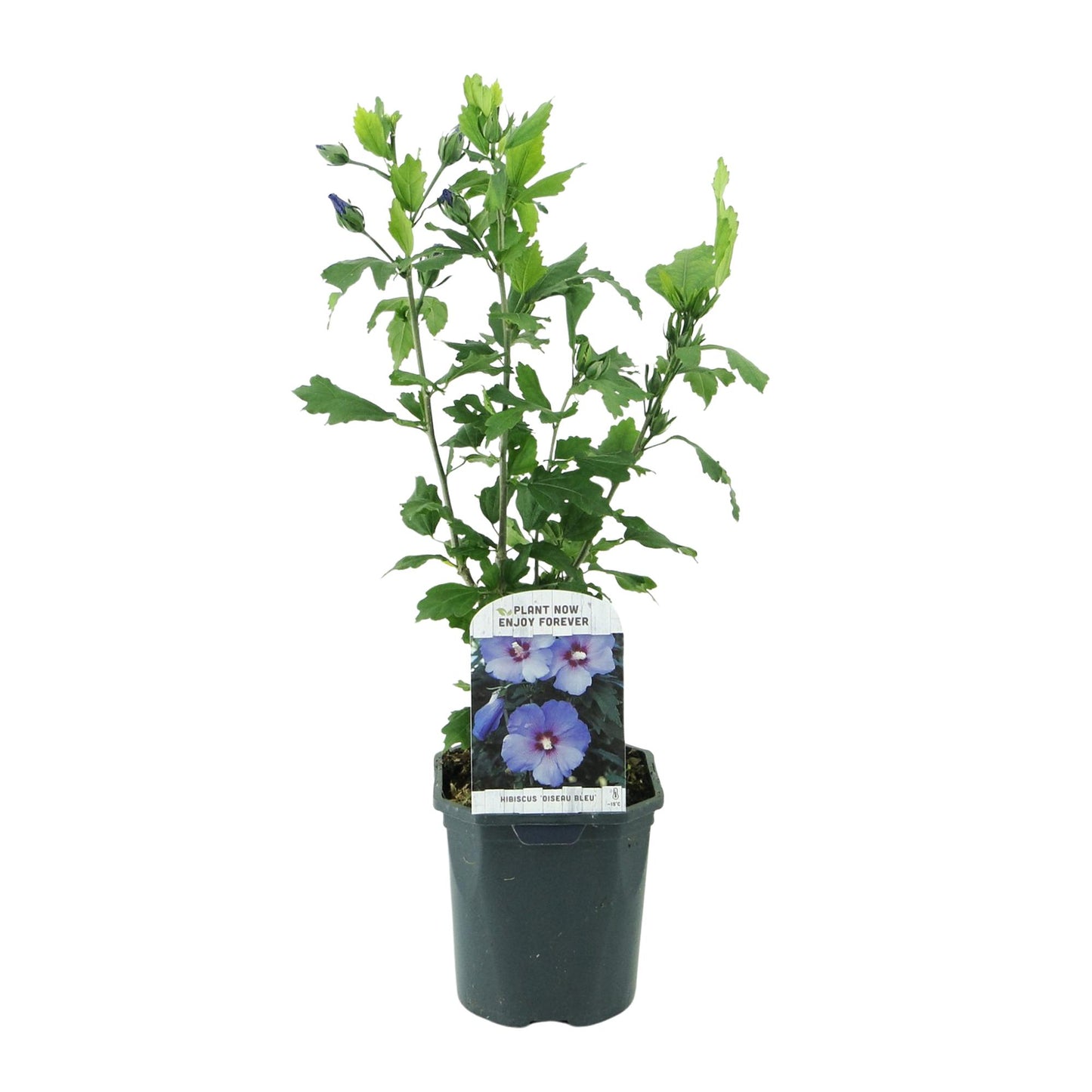 GreenboutiQ - Sträucher - Hibiscus syriacus Oiseau Blue - Blüte Blau - 1 Pflanze - Laubabwerfend - Wenig Pflege - Topf 17cm Höhe 45cm