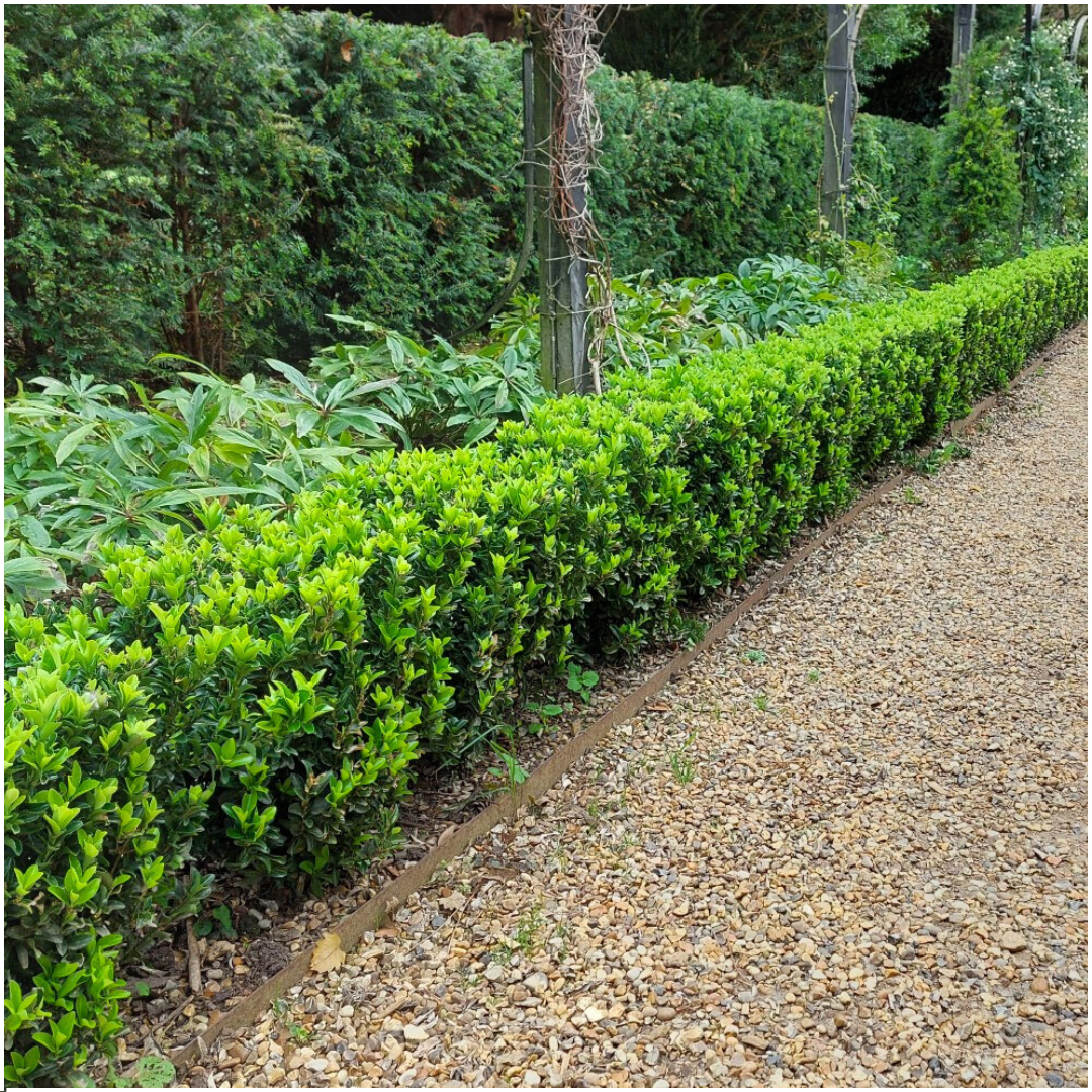 1x 6 pack Euonymus 'Green Spire' -  Ø 7 cm - ↨ 15 cm