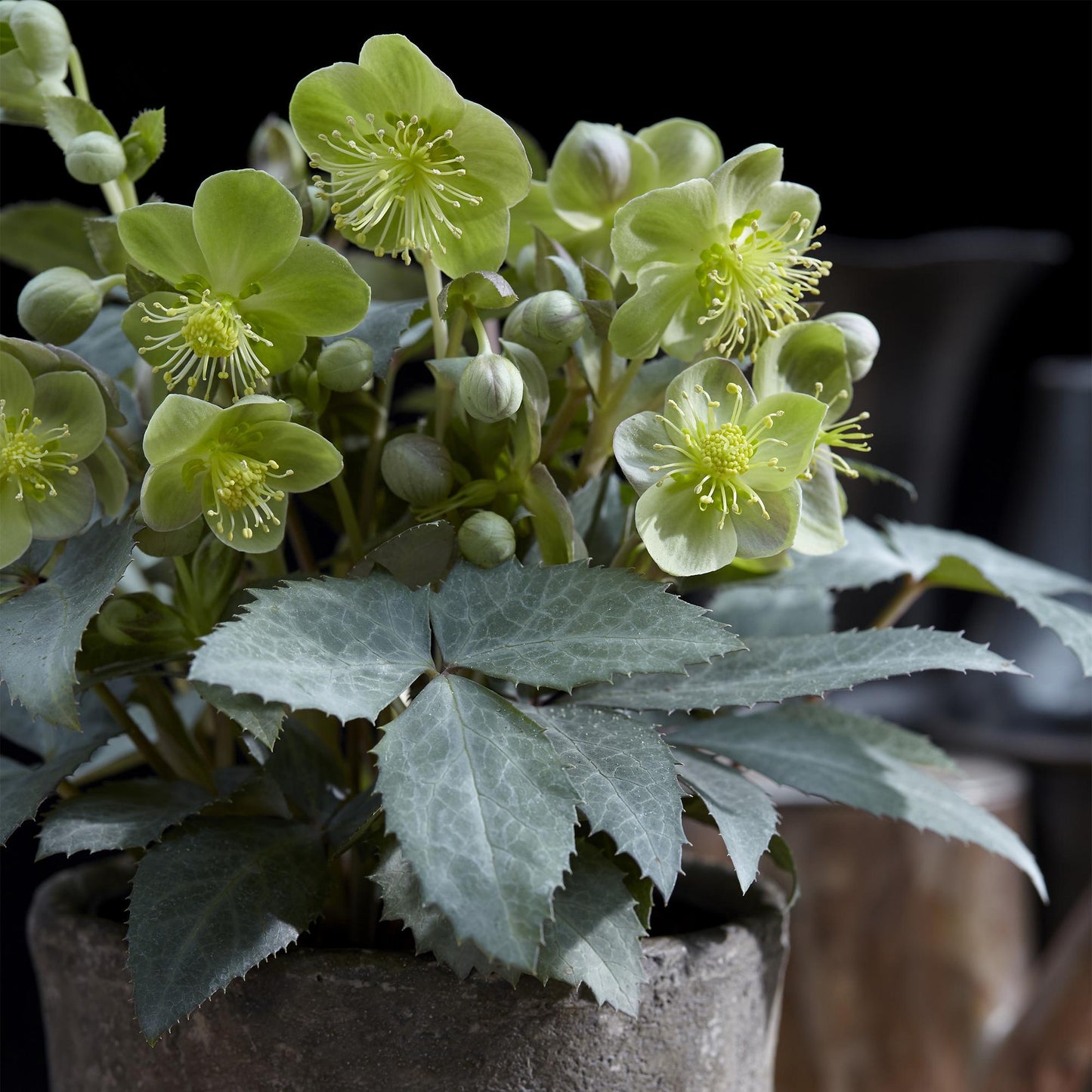 GreenboutiQ - Gartenpflanze - Lenten Rose - Helleborus sternii Silver Dollar - Grüne Blüte - 2 Pflanzen - Immergrün - Topf 14cm Höhe 35cm