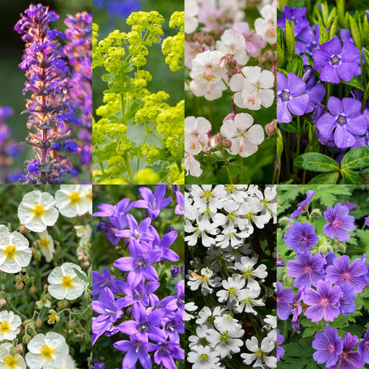GreenboutiQ - Staudenpaket - Bodendecker - 24 Stauden - Für 3 m2 - Verschiedene Farben - Wenig Pflege - Topf 11cm
