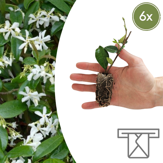 Trachelospermum jasminoides – 6 Jungpflanzen | Pflanzen & Genießen Sie den Duft des Jasmins