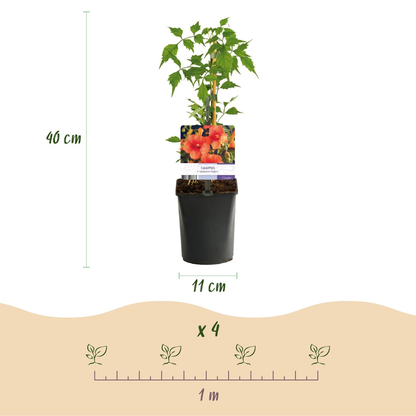 GreenboutiQ - Trompetblume - Campsis radicans Madame Galen - Blüte Orange - Wenig Pflege - 2 Pflanzen - Topf 11cm Höhe 40cm