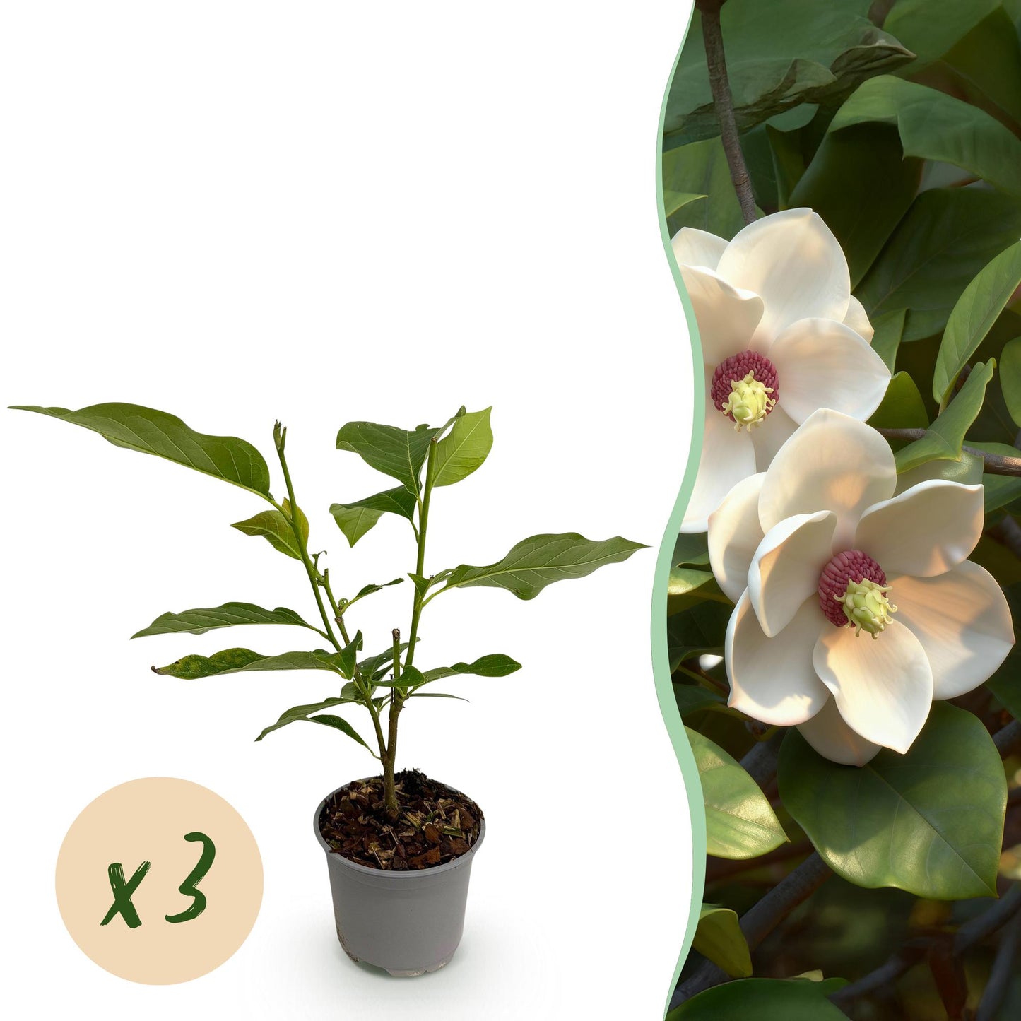 GreenboutiQ - Gartenpflanze - Magnolia sieboldii - Blüte Weiß-Rot - 3 Pflanzen - Laubabwerfend - Wenig Pflege - Topf 12cm Höhe 30cm