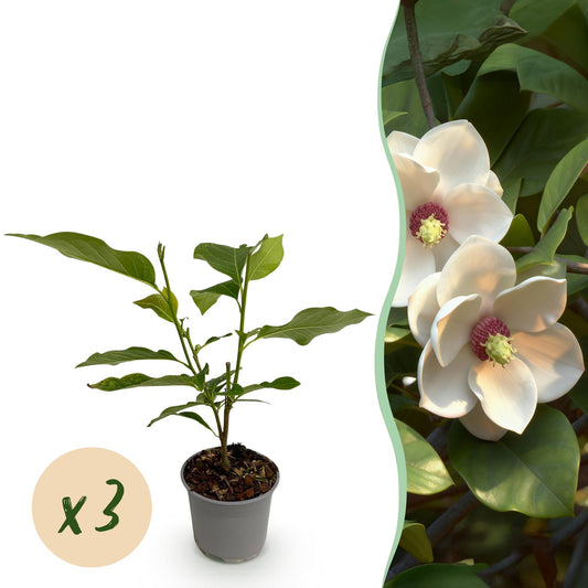 GreenboutiQ - Gartenpflanze - Magnolia sieboldii - Blüte Weiß-Rot - 3 Pflanzen - Laubabwerfend - Wenig Pflege - Topf 12cm Höhe 30cm