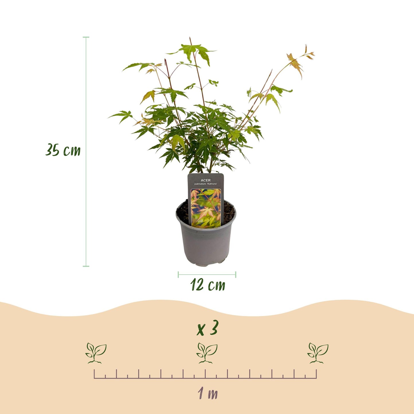 GreenboutiQ - Gartenpflanze - Acer palmatum Katsura - Orange - 1 Pflanze - Laubabwerfend - Wenig Pflege - Topf 12cm Höhe 35cm