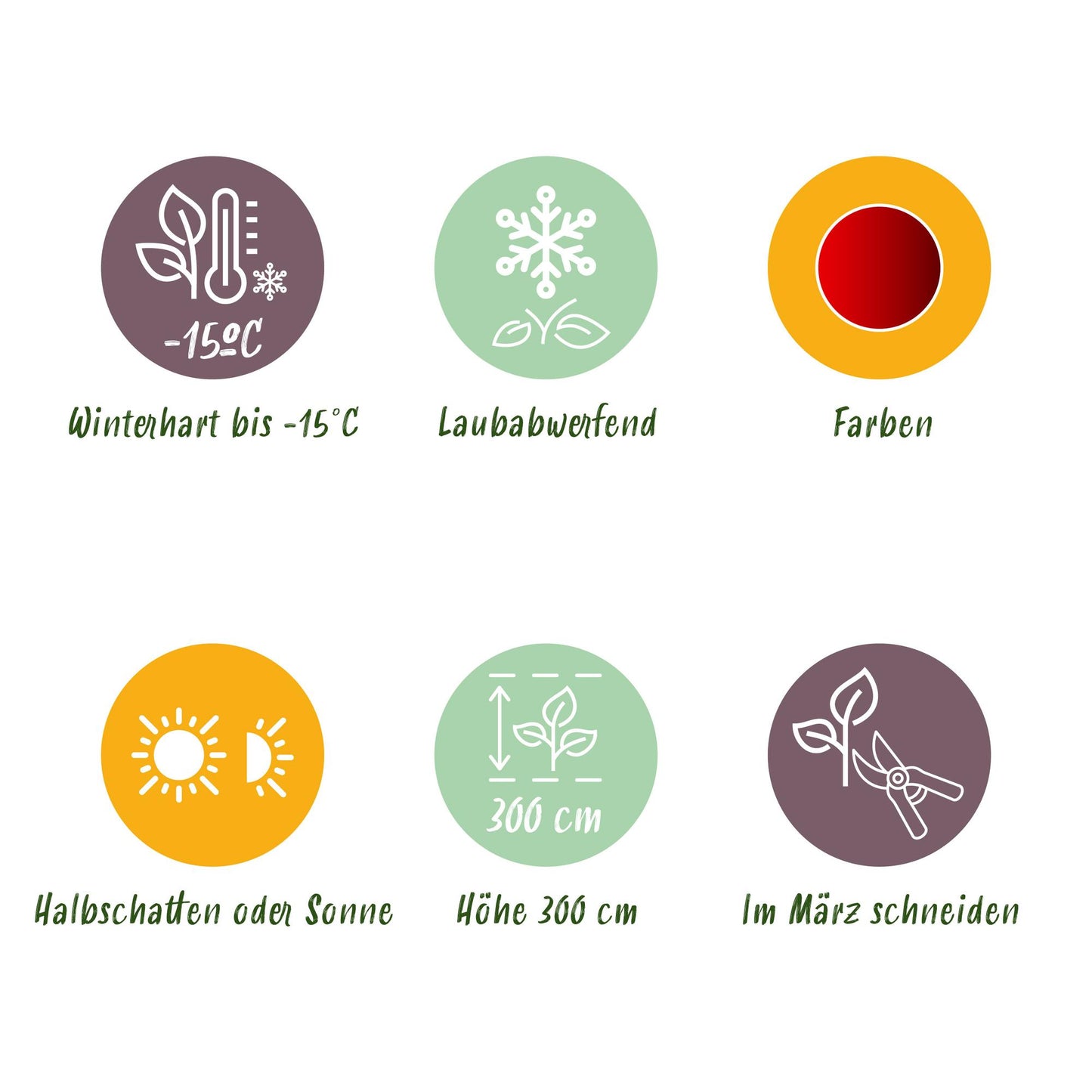 GreenboutiQ - Balkonpflanze - Japanischer Ahorn - Acer palmatum Sumi-nagashi - Rot - 1 Pflanze - Laubabwerfend - Topf 19cm Höhe 70cm