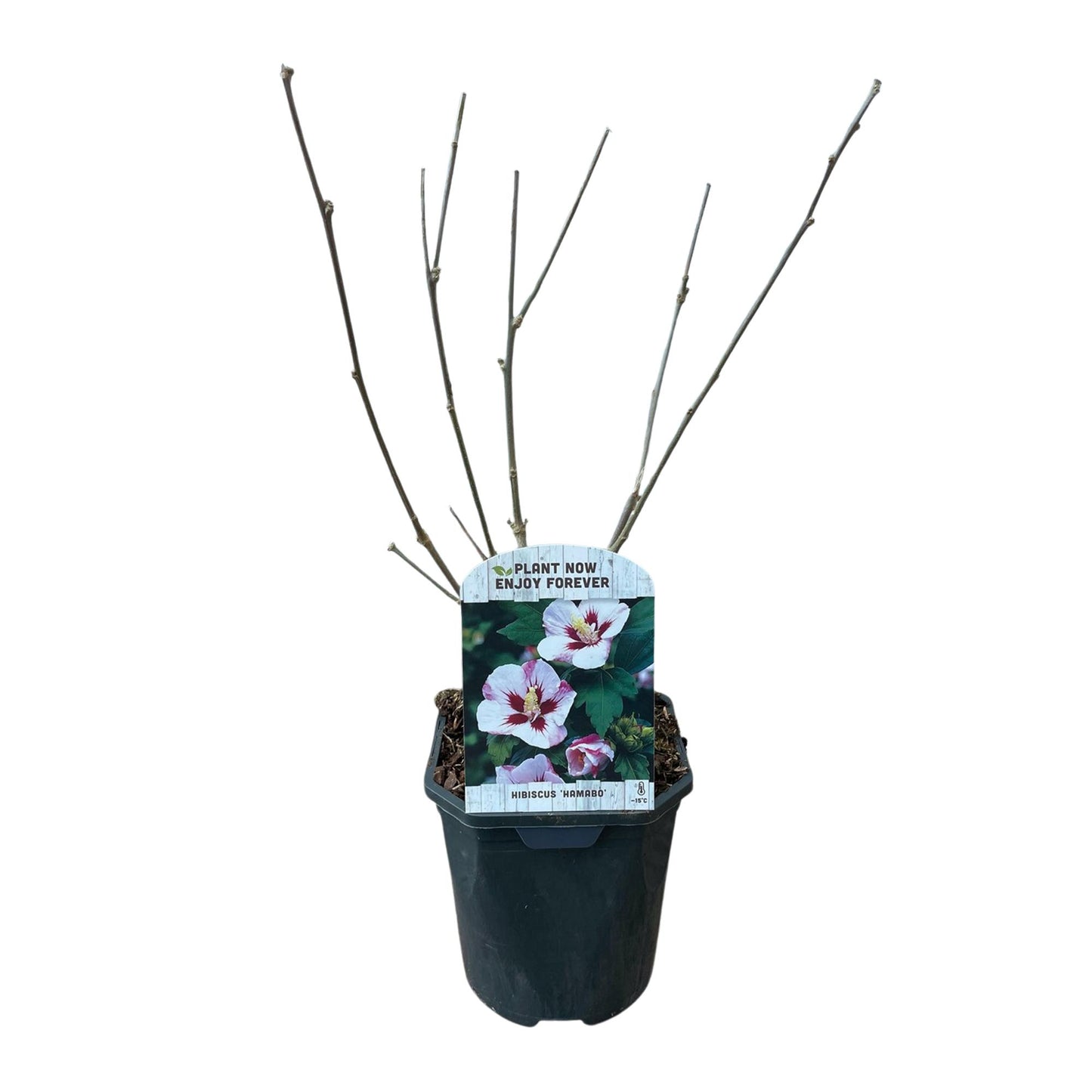 GreenboutiQ - Sträucher - Hibiscus syriacus Hamabo - Blüte Hellrosa - 1 Pflanze - Laubabwerfend - Wenig Pflege - Topf 17cm Höhe 45cm