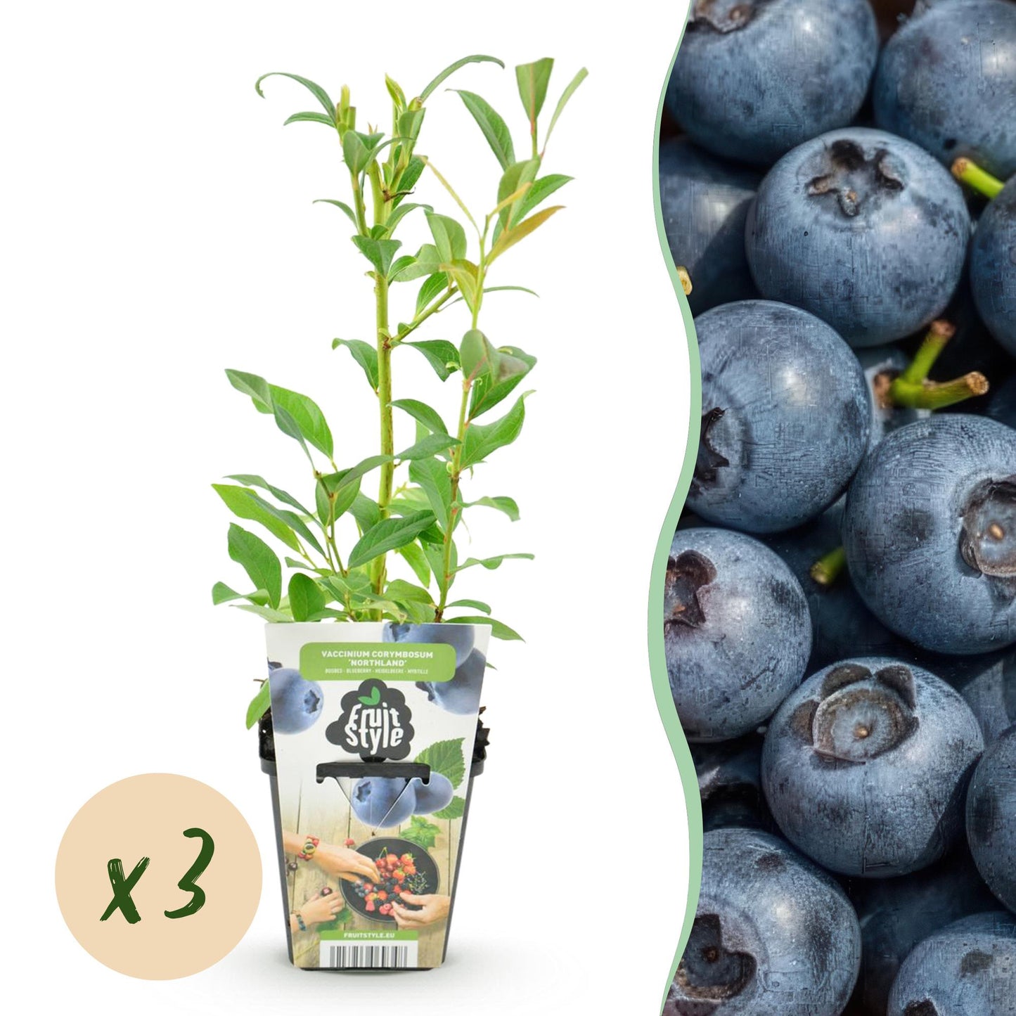 GreenboutiQ - Obstpflanzen - Blaubeere - Vaccinium corymbossum Northland - Winterhart - 3 Pflanzen - Topf 9 cm - Blaubeere