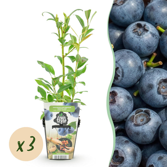 GreenboutiQ - Obstpflanzen - Blaubeere - Vaccinium corymbossum Northland - Winterhart - 3 Pflanzen - Topf 9 cm - Blaubeere