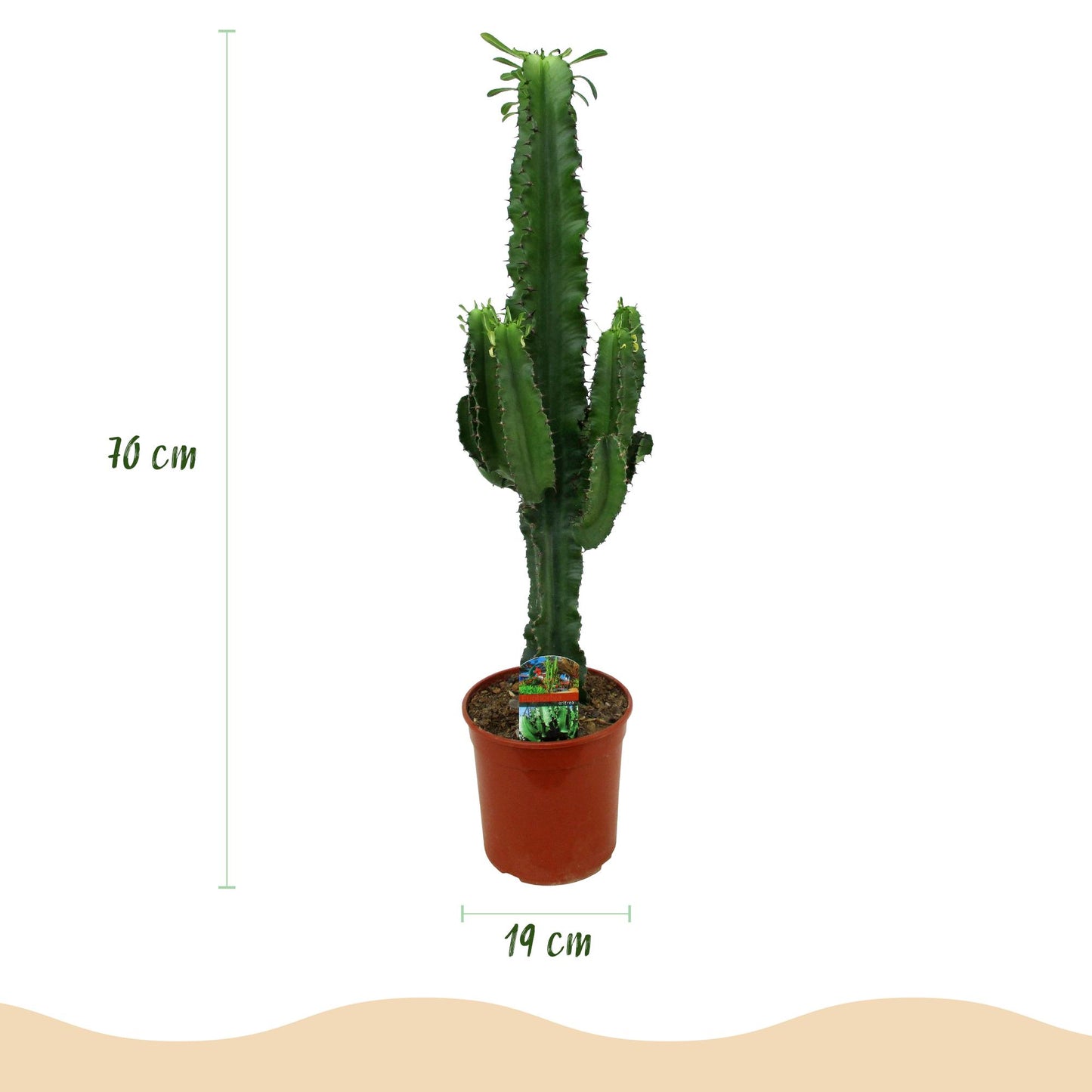 Green boutiQ - Zimmerpflanze - Euphorbia eritrea - Afrikanischer Milchbaum - Wenig Pflege - Grün - 2 - Topf 19cm - Höhe 70cm