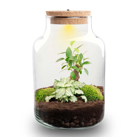 Planten terrarium - Little Milky + Led lamp ↑ 25 cm